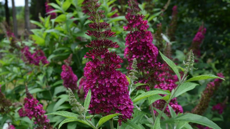 Plante : BUDAFUFU