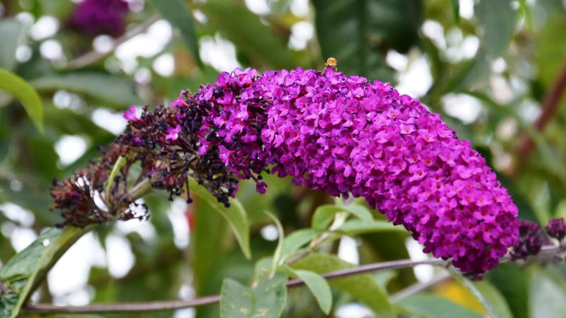 Plante : BUDARORE