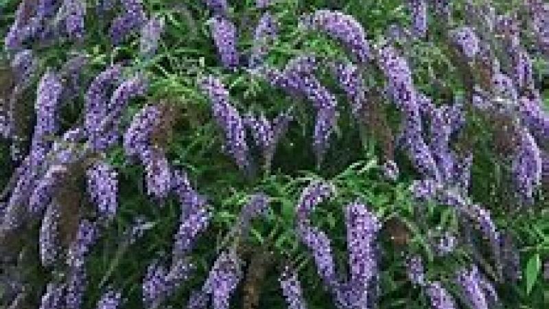 Plante : BUDAWILA