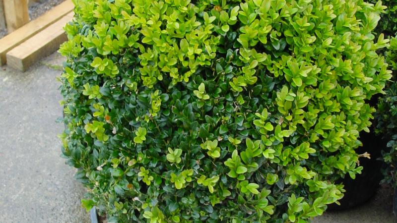 Plante : BUSEBO