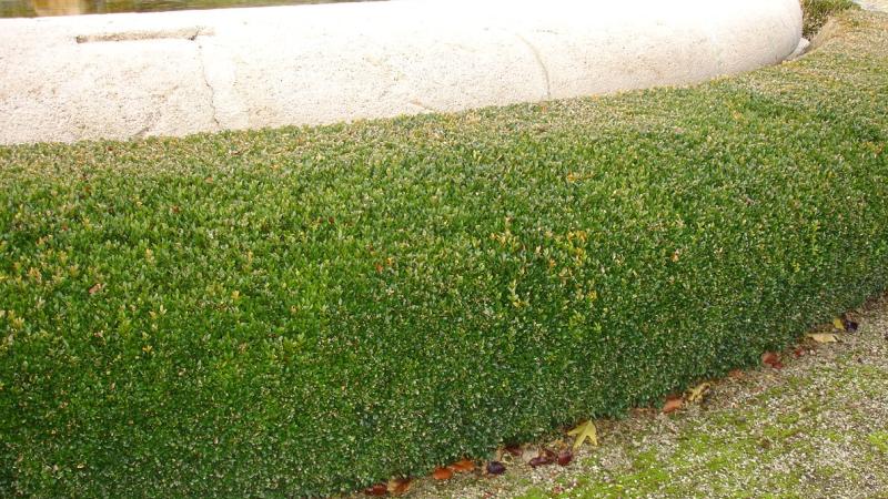 Plante : BUSEPF
