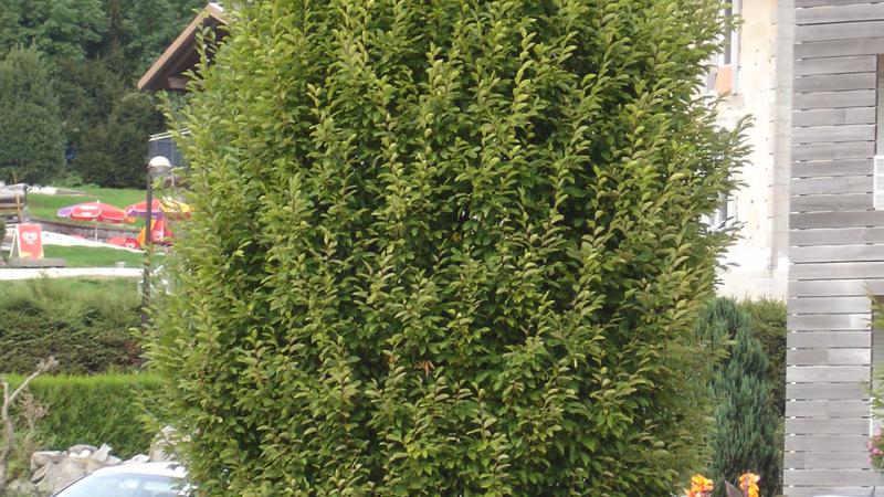 Plante : CABEFA