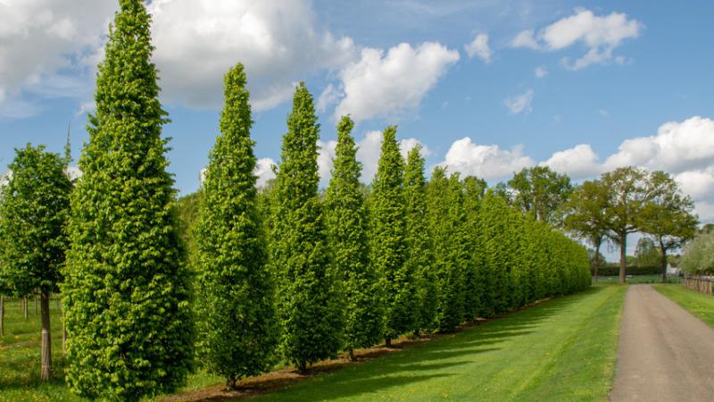 Plante : CABEFRFO