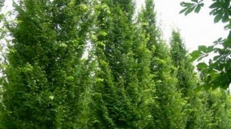 Plante : CABELU