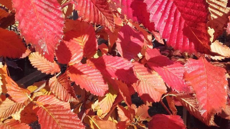 Plante : CABERORE