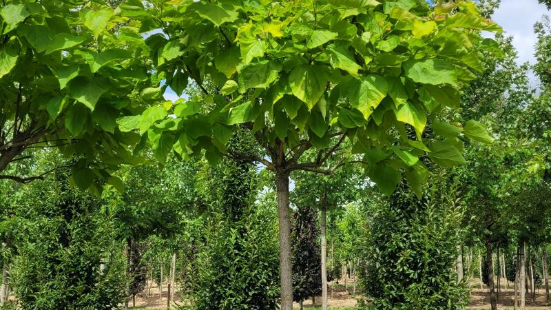 Plante : CABIAU