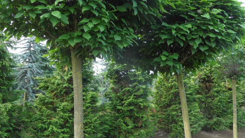 Plante : CABINA