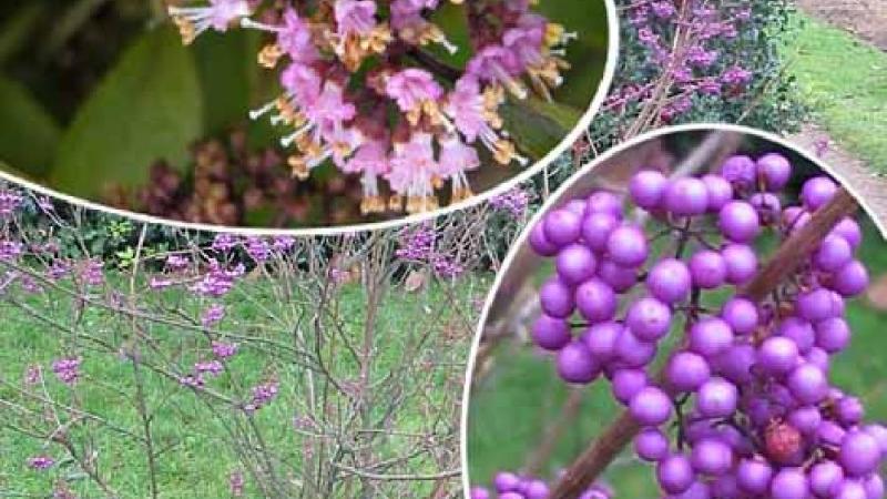 Plante : CABOIM