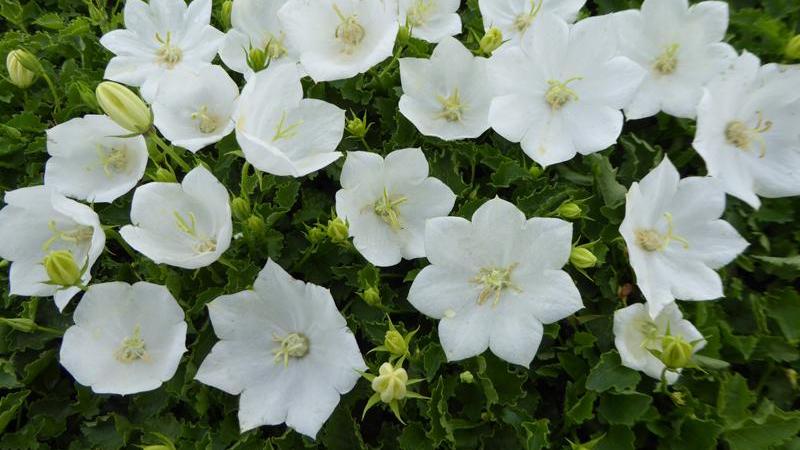 Plante : CACAAL