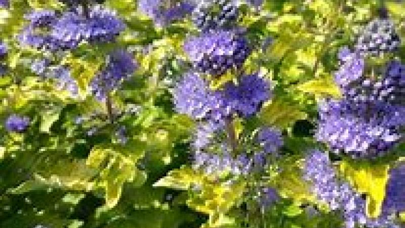 Plante : CACLGOGO