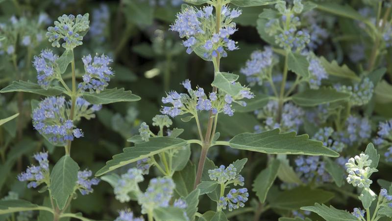 Plante : CACLHEBL