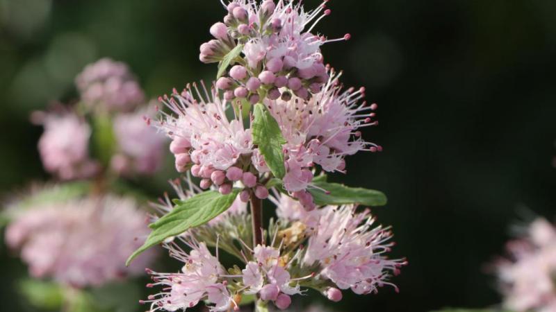 Plante : CACLPIPE