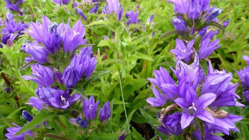 Plante : CAGLAC