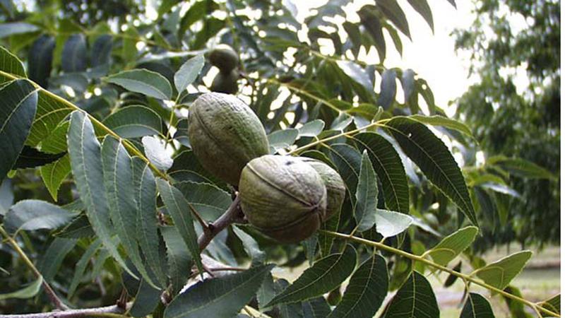 Plante : CAIL