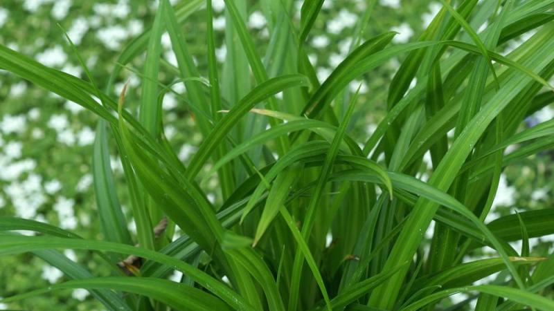 Plante : CAMOIRGR