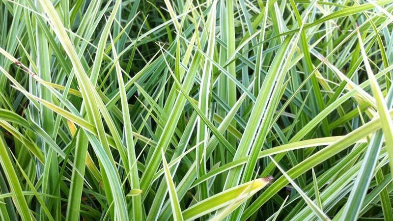 Plante : CAMOVA