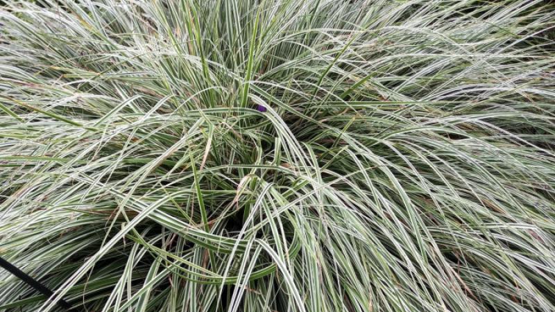 Carex oshimensis Everest