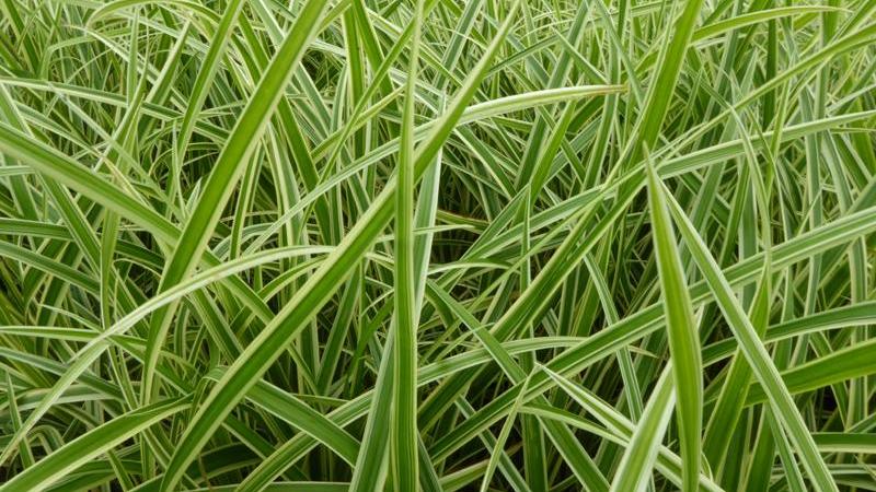 Plante : CAOSEVGO