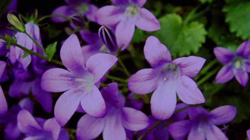 Plante : CAPO
