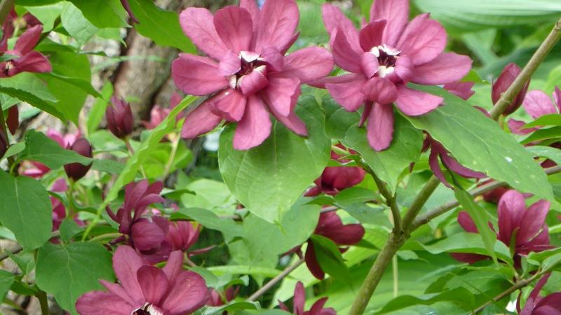 Plante : CARAHAWI