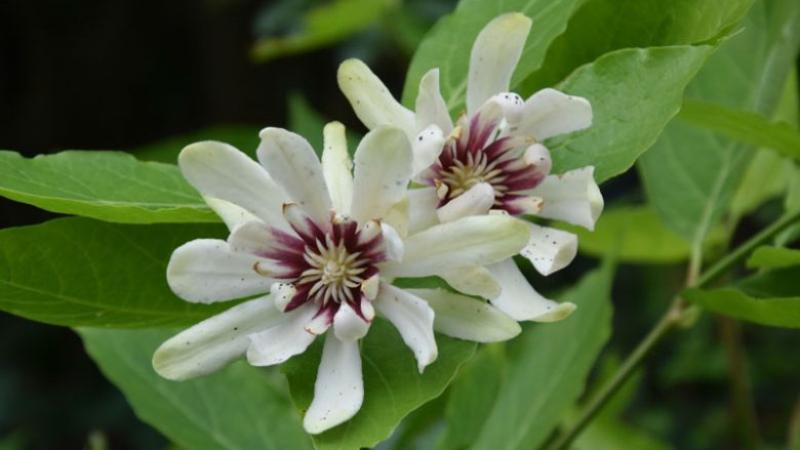 Plante : CARAVE