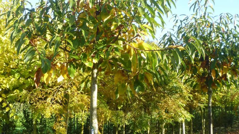 Plante : CASALY