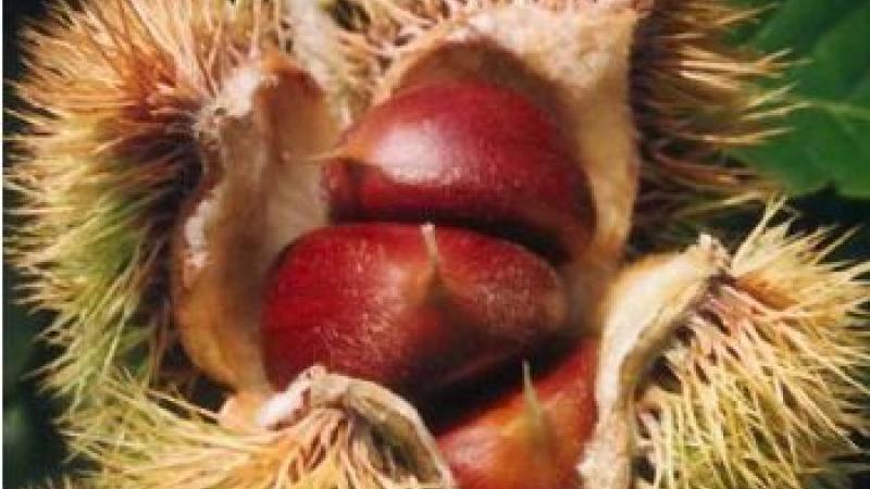 Plante : CASAPF