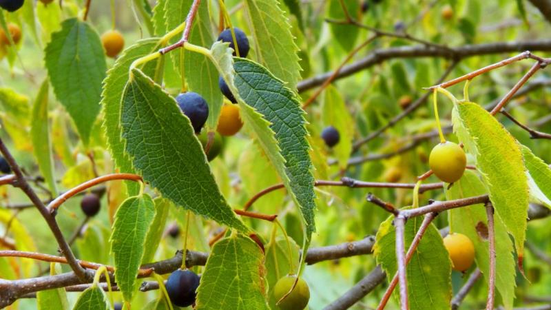 Plante : CEAU
