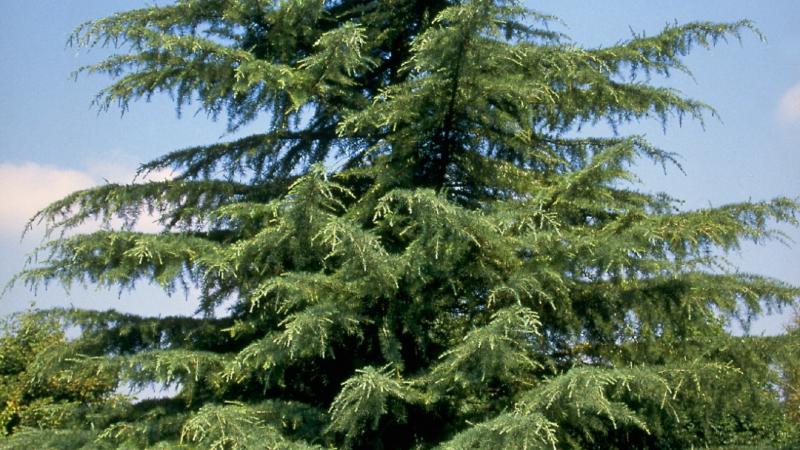 Plante : CEDE