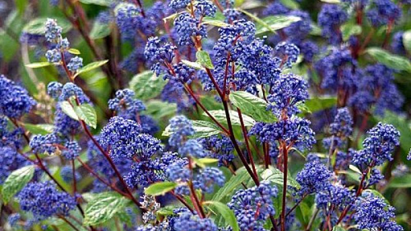Plante : CEHEDE