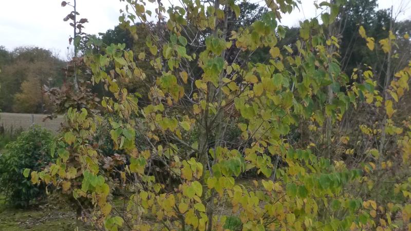 Plante : CEJA