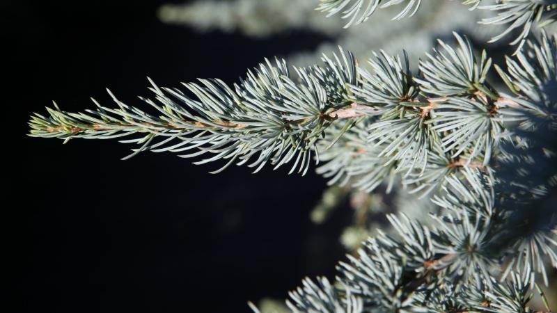 Plante : CELIGL