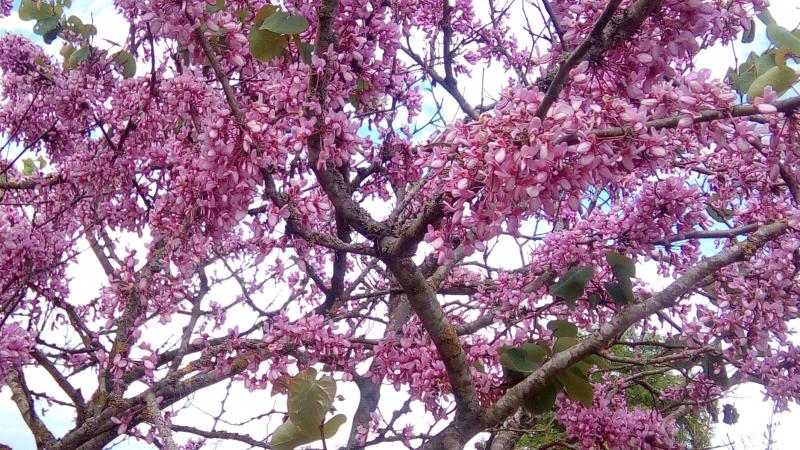 Plante : CESI