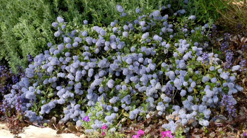 Plante : CETHRE