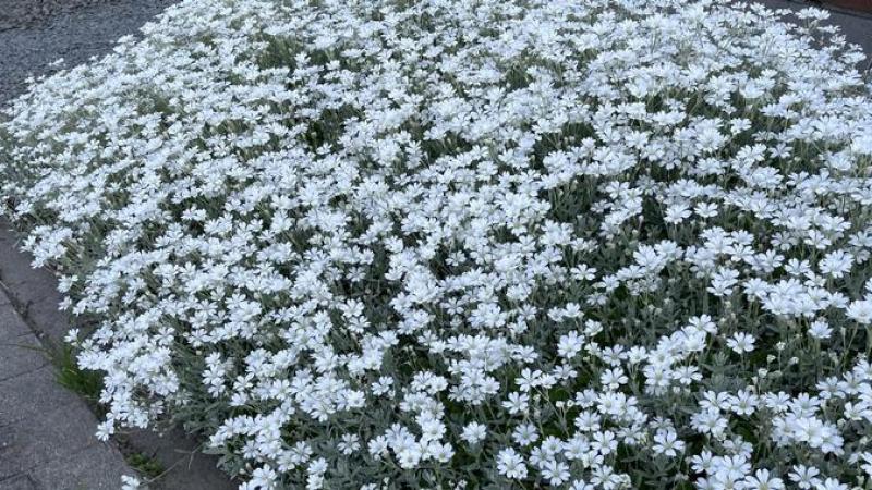 Plante : CETOYO