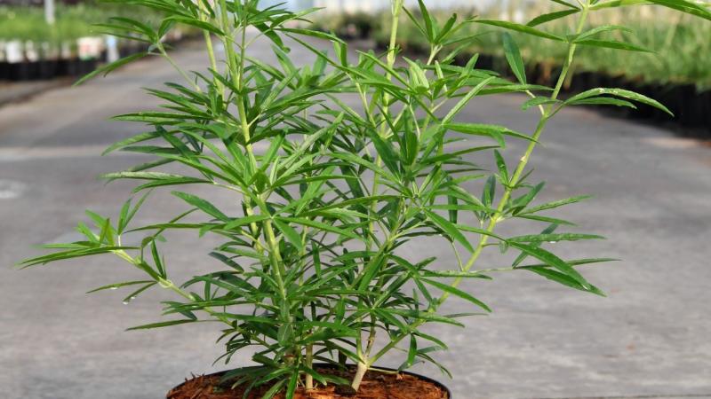 Plante : CHAZPE