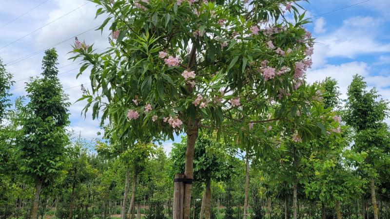 Plante : CHTA