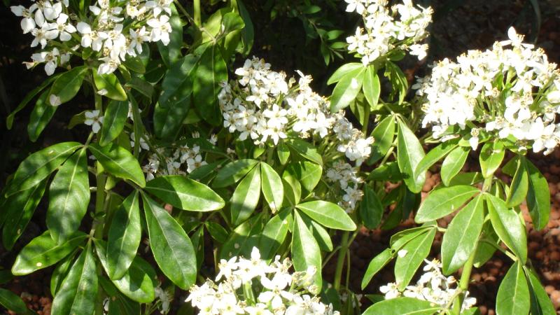 Plante : CHTE