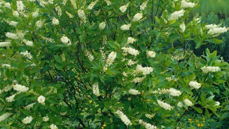 Plante : CLAL