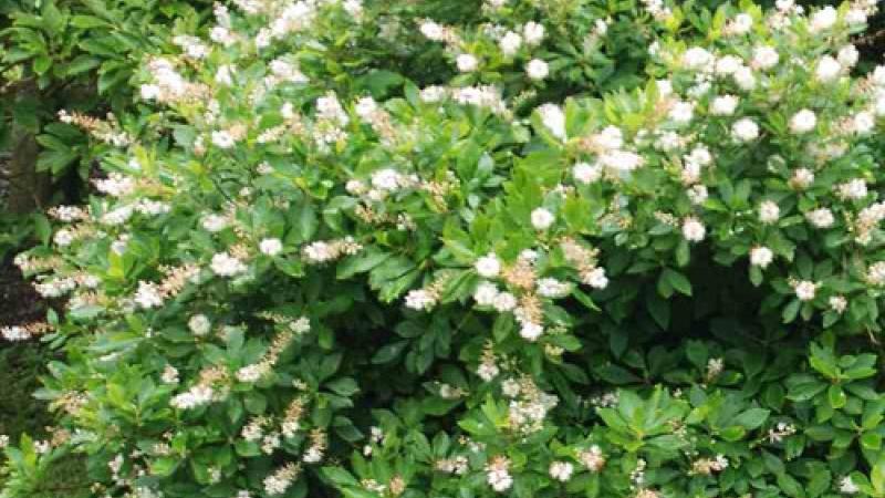 Plante : CLALANBI