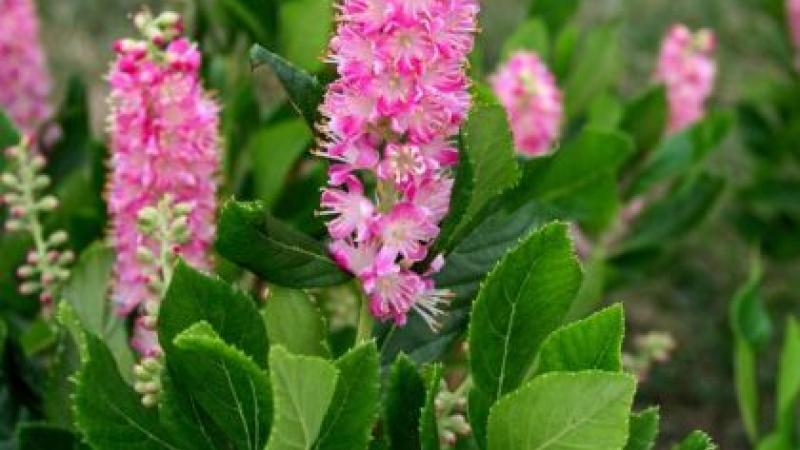 Plante : CLALPISP