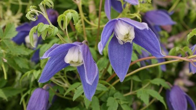 Plante : CLALRU