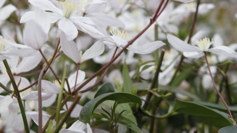 Plante : CLAR