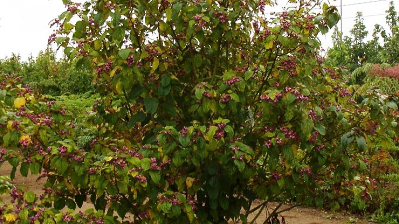 Plante : CLBU