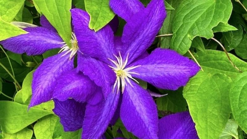Plante : CLJA