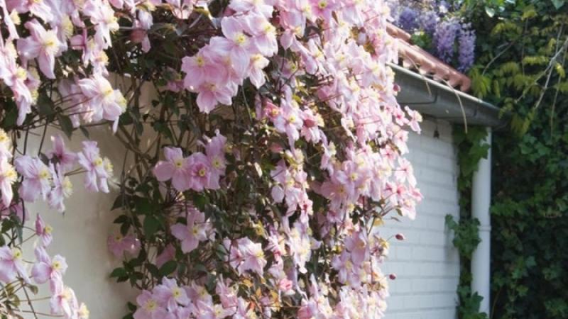 Plante : CLMALECO