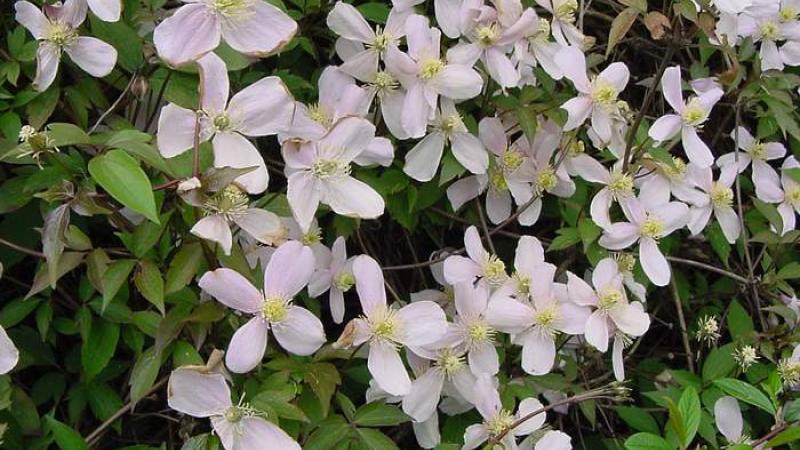 Plante : CLMO