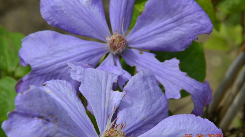 Plante : CLMRCH