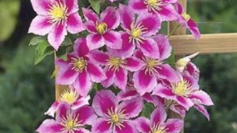 Plante : CLPI