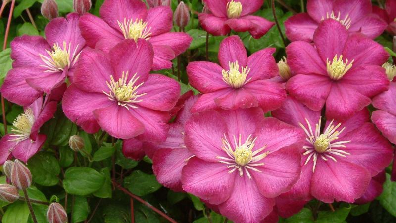 Plante : CLVILY
